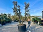 Kurkeik ( Quercus suber ) dubbelstam,  stamomtrek 60/80 cm, Overige soorten, Zomer, 400 cm of meer, Ophalen