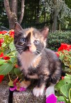 Zeer lieve en aanhankelijke kittens, Dieren en Toebehoren, Katten en Kittens | Overige Katten, Meerdere dieren