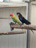 Kweekkoppel Prachtrosella's 23, Dieren en Toebehoren, Vogels | Parkieten en Papegaaien, Meerdere dieren, Parkiet