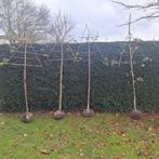 Leiboom Amberboom 250cm, stamdikte 6-8cm, Tuin en Terras, Planten | Bomen, Ophalen, Bloeit niet, Volle zon, Overige soorten