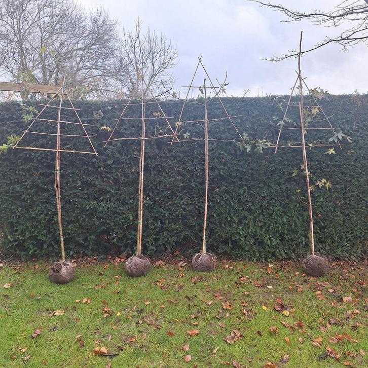 Leiboom Amberboom 250cm, stamdikte 6-8cm, Tuin en Terras, Planten | Bomen, Overige soorten, Volle zon, Bloeit niet, Ophalen