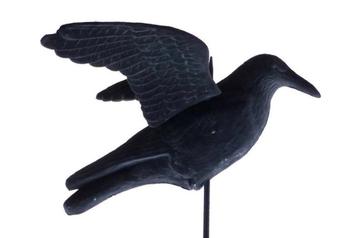 Kraai nepkraai ekster lokvogel vogelverschrikker kauw beschikbaar voor biedingen