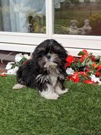 Te koop mooie speelse  kleinblijvende boomerpups, Overige rassen, CDV (hondenziekte), 8 tot 15 weken, Meerdere