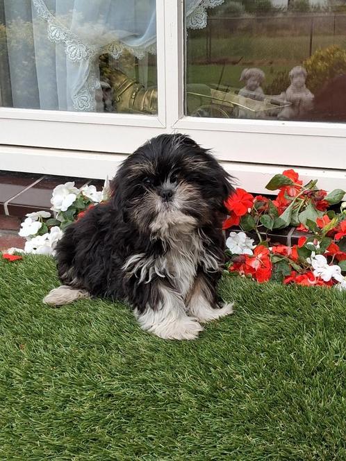 Te koop mooie speelse  kleinblijvende boomerpups, Dieren en Toebehoren, Honden | Chihuahua's en Gezelschapshonden, Meerdere dieren