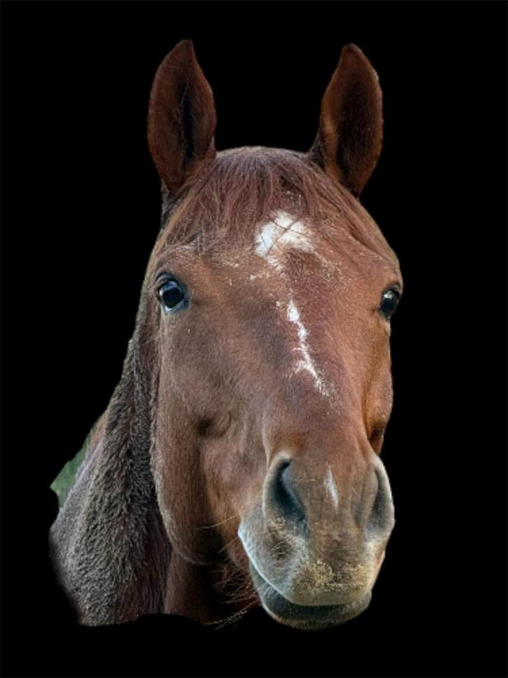 Gezocht bijrijder, Dieren en Toebehoren, Paarden en Pony's | Overige Paardenspullen, Gebruikt, Overige soorten, Ophalen of Verzenden