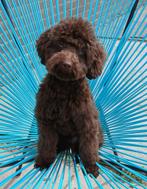 kleine dwergpoedel dekreu chocobruin FCI-stamboom, Dieren en Toebehoren, Honden | Dekreuen, Fokker | Hobbymatig, Rabiës (hondsdolheid)