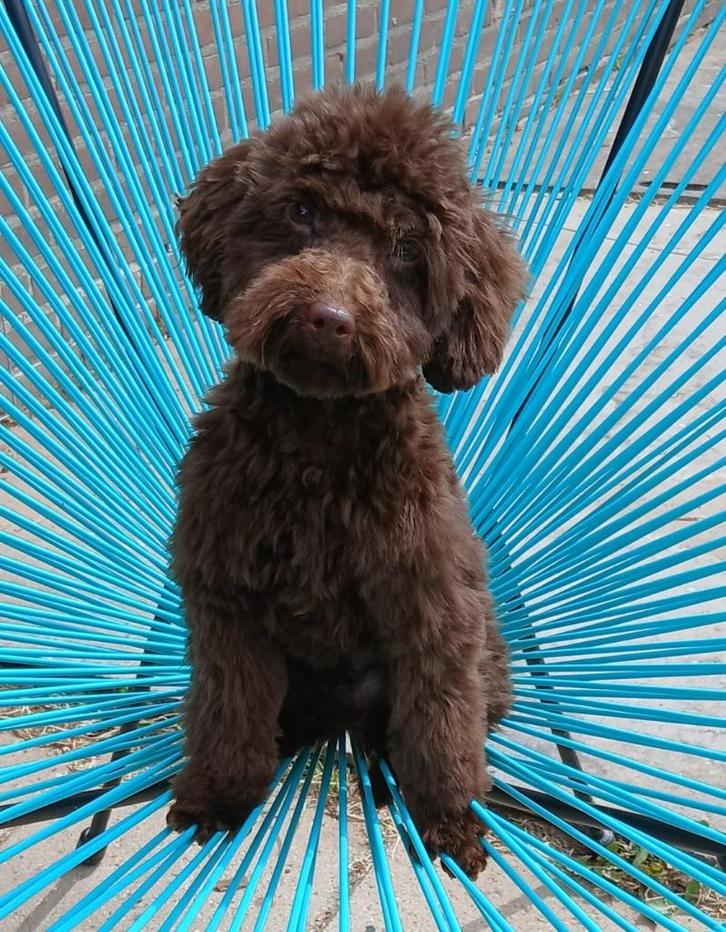 kleine dwergpoedel dekreu chocobruin FCI-stamboom, Dieren en Toebehoren, Honden | Dekreuen, Reu, Fokker | Hobbymatig, Eén hond