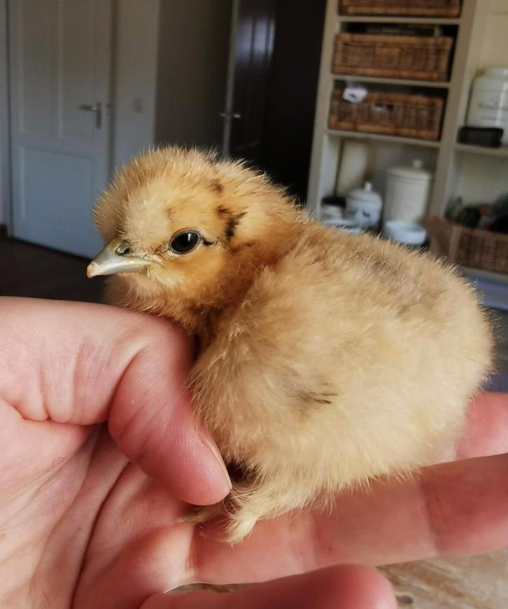 Broedeieren Zijdehoen Kriel🐣, Dieren en Toebehoren, Pluimvee