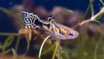 Endler guppen pearls black snake koppels, Dieren en Toebehoren, Vissen | Aquariumvissen, Vis