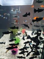 Black Molly vis, Dieren en Toebehoren, Vissen | Aquariumvissen, Zoetwatervis, Vis