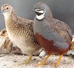 Trio  chinese  dwergkwartels, Meerdere dieren