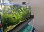 Twee aquariums te koop 80x40 en aquarium fluval edge 45, Ophalen, Zo goed als nieuw, Leeg aquarium