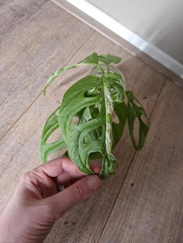 Monstera Indonesian Marble stekjes beschikbaar voor biedingen
