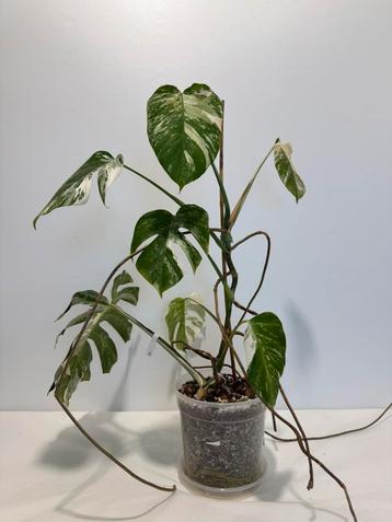 Monstera Variegata - BK3 beschikbaar voor biedingen
