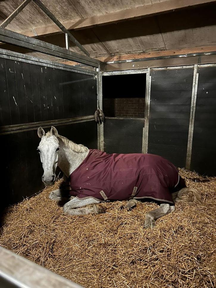 stal gezocht voor mijn 21 jarige merrie !, Dieren en Toebehoren, Stalling en Weidegang, Stalling, Weidegang