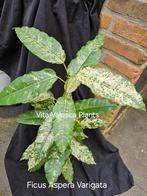 Zeldzame Ficus Aspera Varigata  nu - 50 %, Huis en Inrichting, Kamerplanten, Ficus, In pot, Minder dan 100 cm, Groene kamerplant