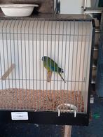 Turquoisine  wildkleur, Dieren en Toebehoren, Vogels | Parkieten en Papegaaien, Vrouwelijk, Parkiet