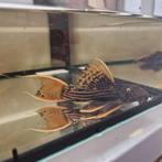 L025 pseudacanthicus Pirarara en 1x Pirarara 7 pointer Pleco, Vis
