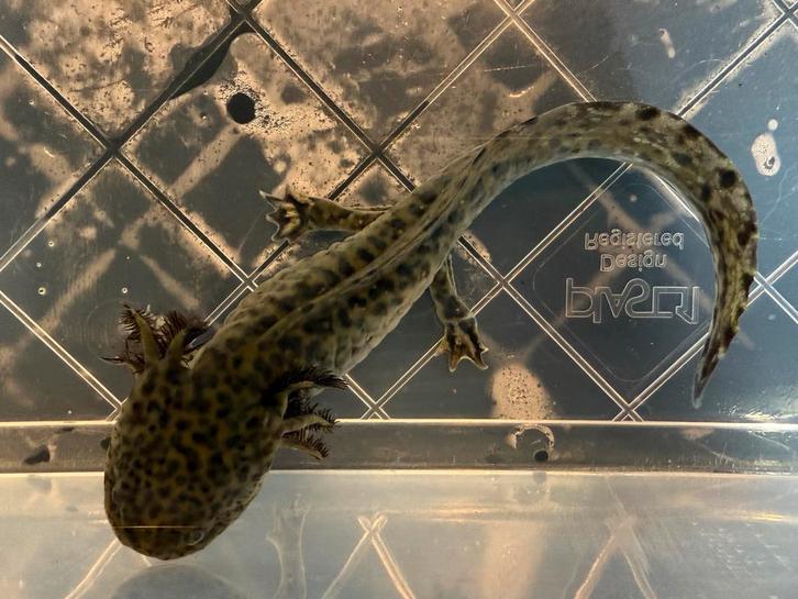 Baby axolotls- wildkleur, Dieren en Toebehoren, Reptielen en Amfibieën, Amfibie, 0 tot 2 jaar