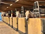 Pensionstalling op gezellige boerderij, Dieren en Toebehoren, Stalling en Weidegang, Stalling, 2 of 3 paarden of pony's