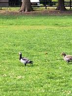 Brand gans man en een grauwe gans man, Dieren en Toebehoren, Pluimvee, Mannelijk, Gans of Zwaan