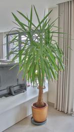Yucca plant prijs per stuk ( er zijn er 2), Ophalen, 200 cm of meer, Halfschaduw, In pot