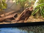 Pleco - algeneter, Dieren en Toebehoren, Vissen | Aquariumvissen, Vis