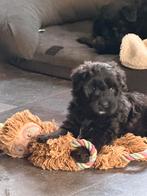 Bouvier pups met stamboom, CDV (hondenziekte), Overige rassen, 8 tot 15 weken, Meerdere