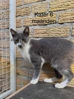 Muisgrijs met wit europees korthaar katertje 6 maanden, Kater, Kortharig, 0 tot 2 jaar