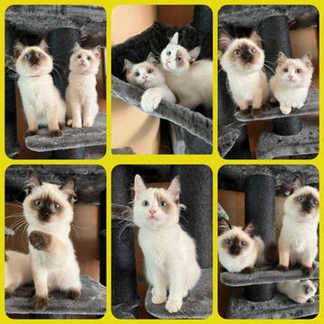 RAGDOLL KITTENS ( 2 KEER GEVACCINEERD) MOGEN AL VERHUIZEN! beschikbaar voor biedingen