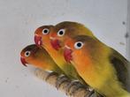 Diverse agapornissen, Dieren en Toebehoren, Meerdere dieren, Dwergpapegaai of Agapornis