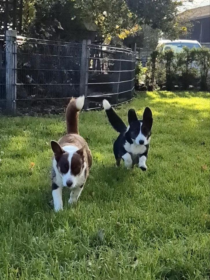 Welsh corgi cardigan teefjes, Dieren en Toebehoren, Honden | Herdershonden en Veedrijvers, Teef, Herder, Fokker | Professioneel