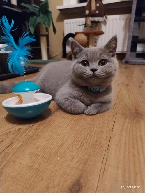 British korthaar kitens, Dieren en Toebehoren, Katten en Kittens | Dekkaters