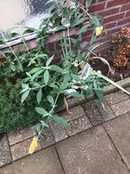 Gele Vlinderstruik, Volle zon, Vaste plant, Zomer, Ophalen