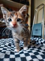 Lief vrouwtjeskitten aangeboden!, Dieren en Toebehoren, Katten en Kittens | Overige Katten