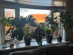2 Grote Monstera's van 1.10m, Ophalen, 100 tot 150 cm, Overige soorten, Halfschaduw