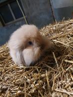 2 superlieve dwerghangoortjes, Dieren en Toebehoren, Konijnen, Mannelijk, Middelgroot, Hangoor, 0 tot 2 jaar