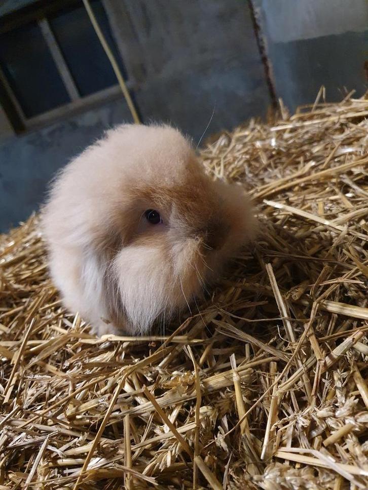 2 superlieve dwerghangoortjes, Dieren en Toebehoren, Konijnen, Middelgroot, Mannelijk, 0 tot 2 jaar, Hangoor