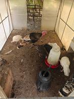 Kalkoenen te koop 4 maanden oud, Dieren en Toebehoren, Pluimvee, Kalkoen