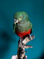 Opgezette koningsparkiet taxidermie, Ophalen of Verzenden, Nieuw, Vogel, Opgezet dier