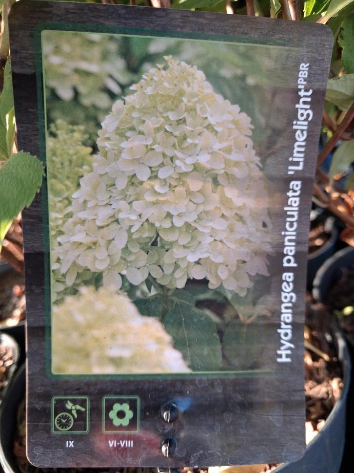 Hydrangea paniculata 'Limelight' - Pluimhortensia, Tuin en Terras, Planten | Tuinplanten, Vaste plant, Overige soorten, Halfschaduw