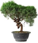 Juniper Kishu Bonsai - Prachtige Sierboom, Bloeit niet, Minder dan 100 cm, Volle zon, In pot