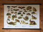 Mooie schoolplaat poster met Nederlandse Zoogdieren ., Ophalen, Rechthoekig Staand