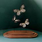 Prachtige glaze stolp met 3 echte vlinders en houten voet., Ophalen of Verzenden, Nieuw