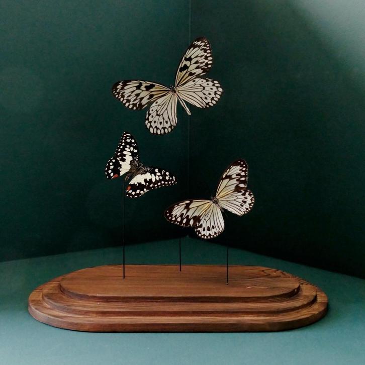 Prachtige glaze stolp met 3 echte vlinders en houten voet., Huis en Inrichting, Woonaccessoires | Stolpen, Nieuw, Ophalen of Verzenden