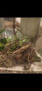 Gratis wandelende takken, Dieren en Toebehoren, Insecten en Spinnen, Wandelende tak