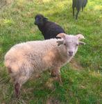 2 witte ouessant rammetjes, Dieren en Toebehoren, Schapen, Geiten en Varkens, Mannelijk, Schaap, 0 tot 2 jaar