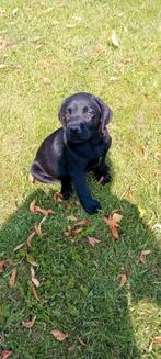 Super lieve Labrador pups, Dieren en Toebehoren, Honden | Retrievers, Spaniëls en Waterhonden, 8 tot 15 weken, Labrador retriever