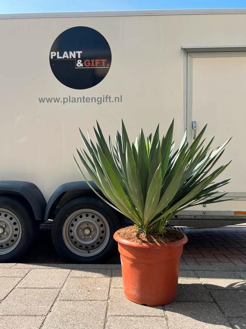 Nieuw! Yucca Gloriosa, Tuin en Terras, Planten | Tuinplanten, Overige soorten, Volle zon, Zomer, Ophalen of Verzenden