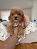 Exclusieve Maltipoo F1, pup (Korea Maltezer/Asian Toy Poedel, Particulier, Overige rassen, 8 tot 15 weken, Buitenland